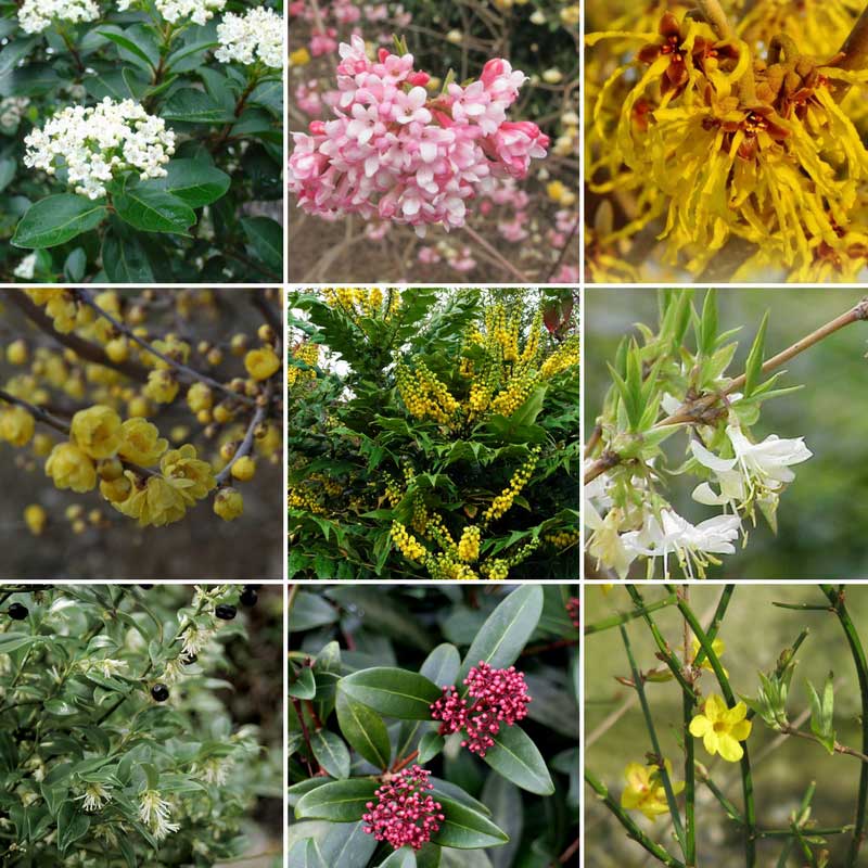 Arbustes à floraisons hivernales