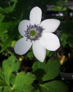 anemone-rivularis