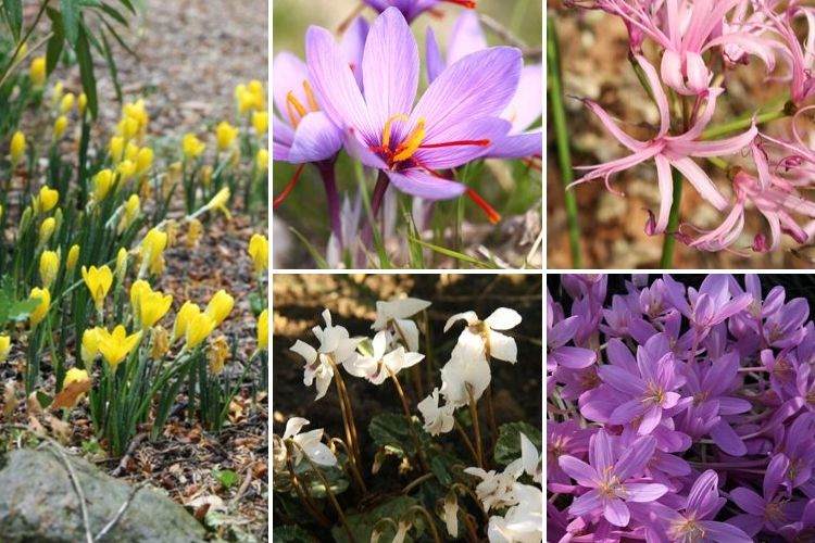 bulbes qui fleurissent en automne