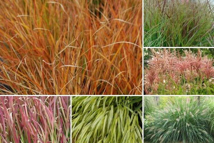 graminée pour fleurir l'automne