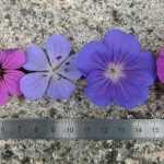 Et le plus beau des géraniums vivaces est...