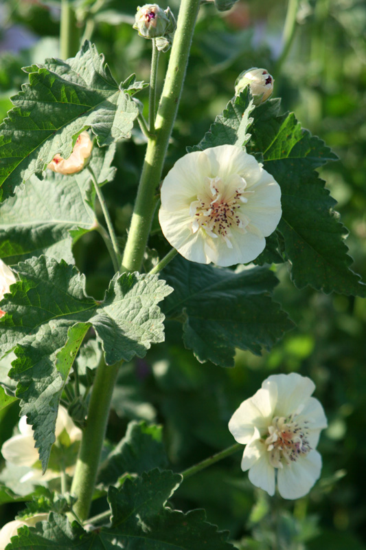 Superbe floraison crème double de l'Alcalthaea Parkallee