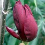 Magnolia Genie, une nouvelle obtention.