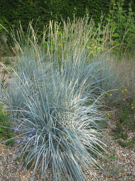 Elymus magellanicus, une bien jolie graminée bleue!