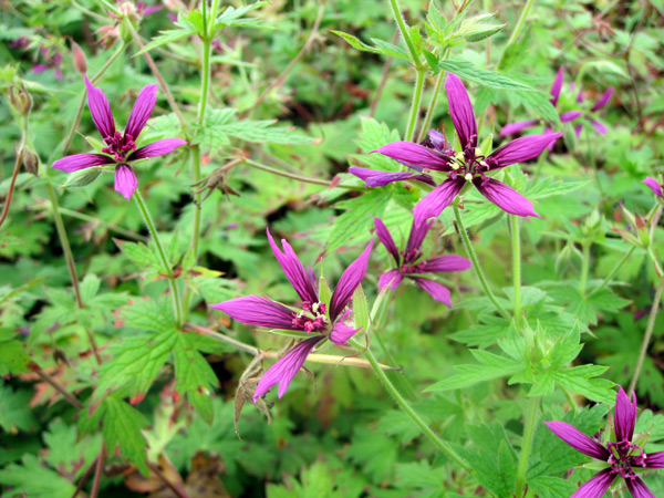 Geranium Catherine Deneuve, une merveille étoilée.