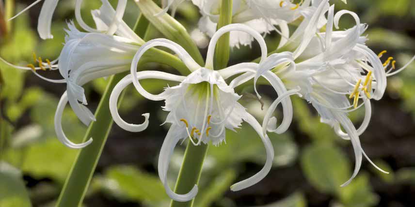 Ismène, Hymenocallis