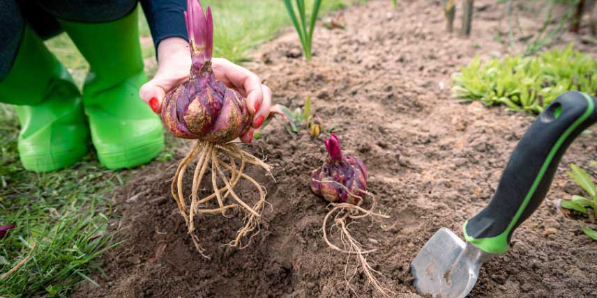 Plantation bulbes de lys