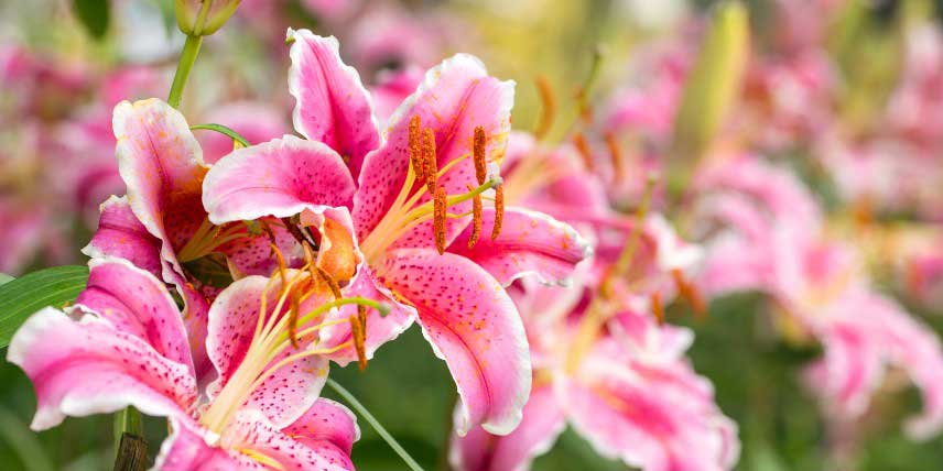 La floraison rose d'un lys asiatique