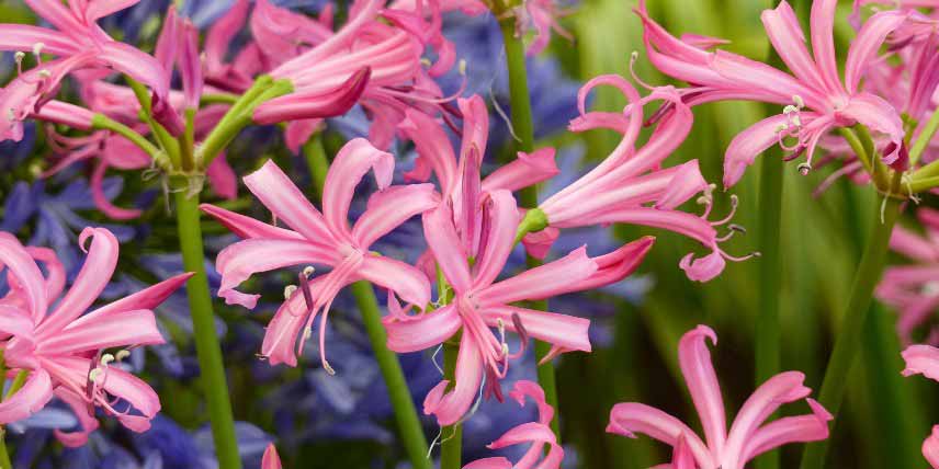 Fleurs de Nerine