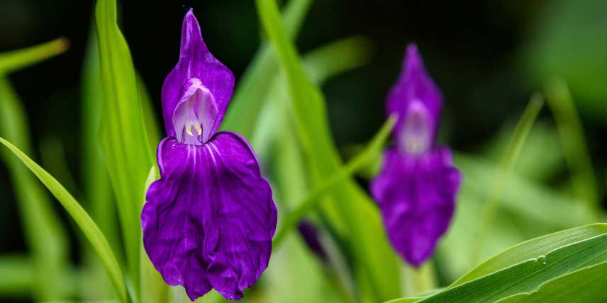 Roscoea purpurea