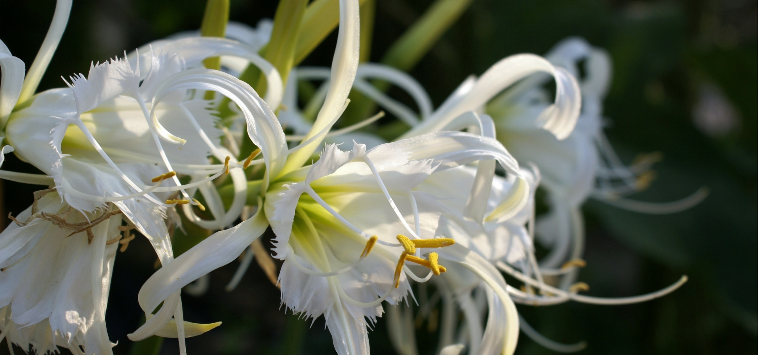 Planter des bulbes d'Ismène