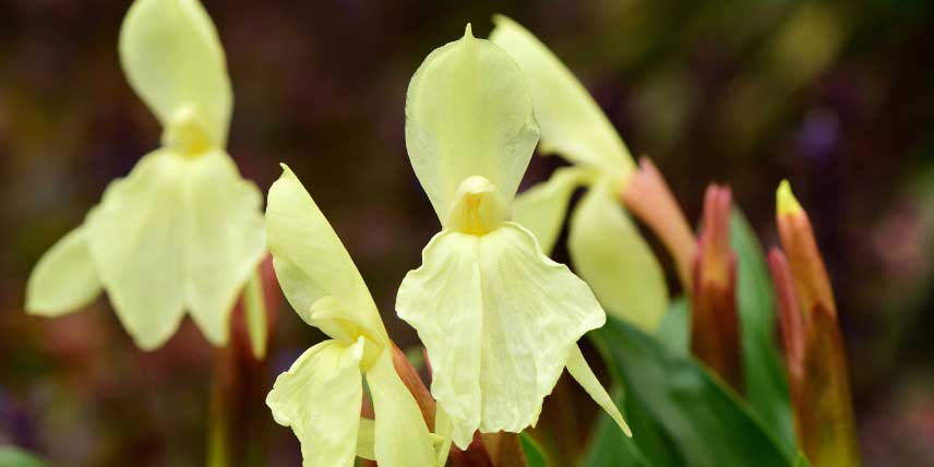 Les fleurs jaunes du Roscoea cautleyoides