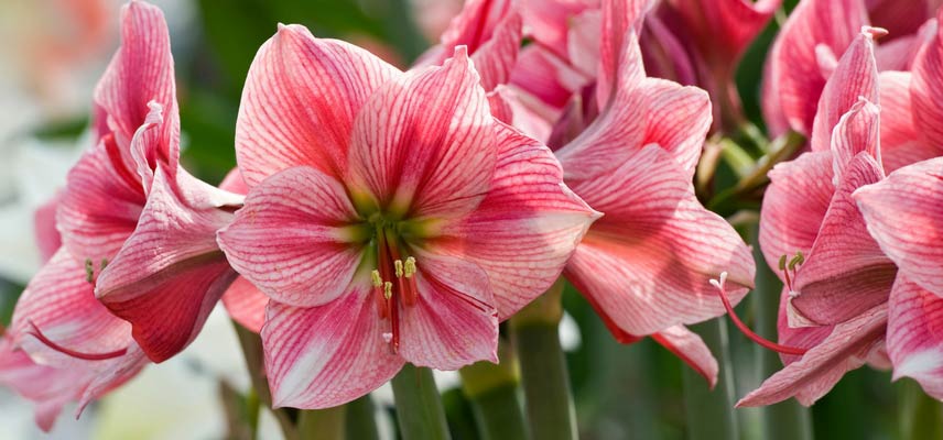 Fleurs d'Amaryllis