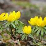 Comment planter les bulbes de printemps ?