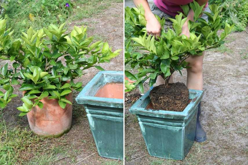 rempoter une plante en pot