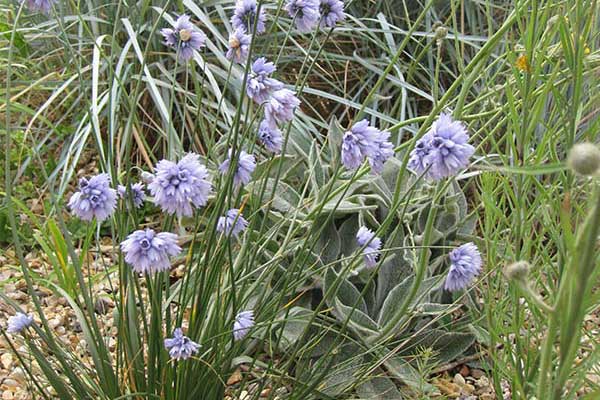 Les espèces basses d'alliums font merveille en bordure