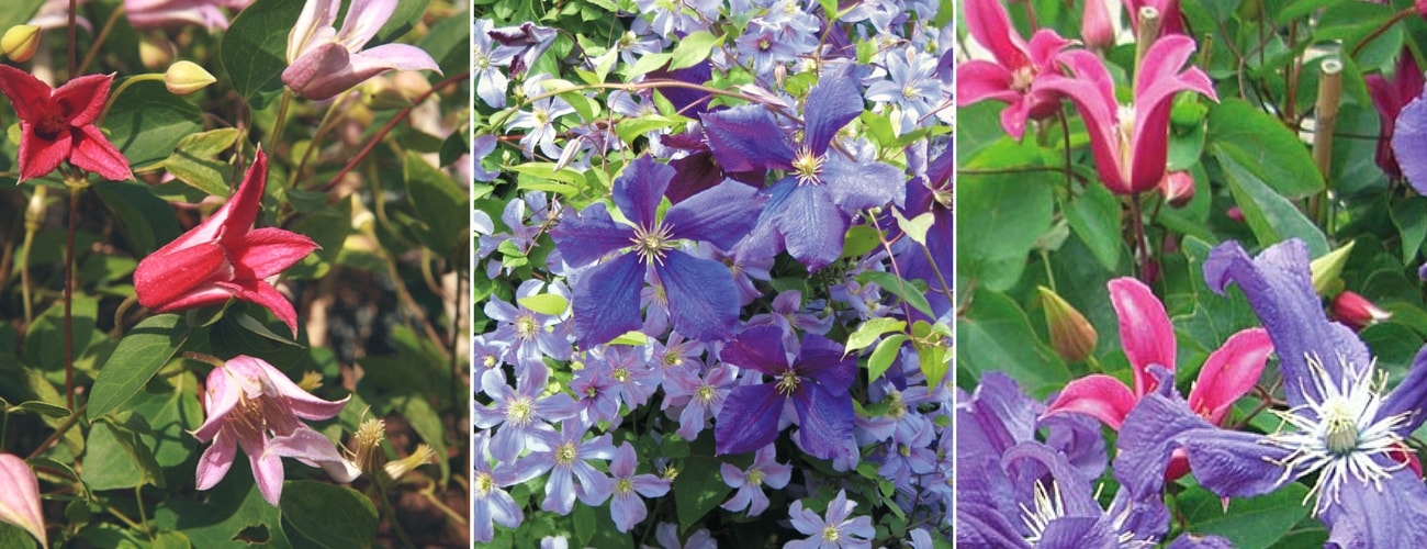 Comment associer plusieurs varietes de clematites