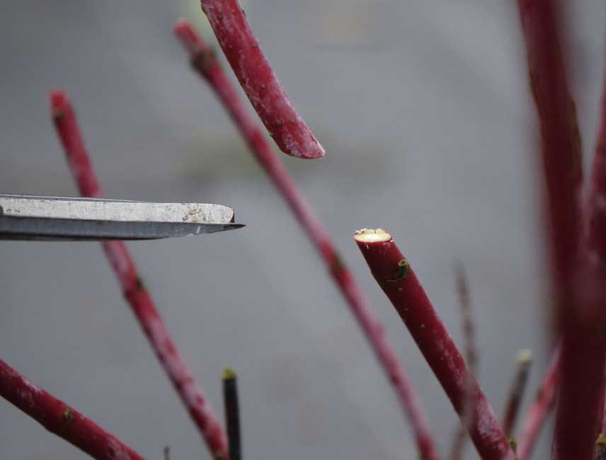 Comment tailler un cornouiller 