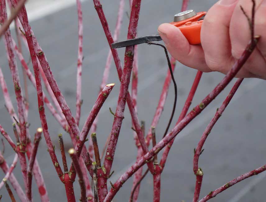 Comment tailler un cornouiller 