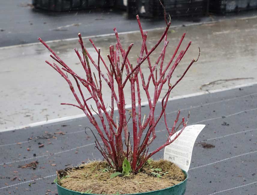 Comment tailler un cornouiller 