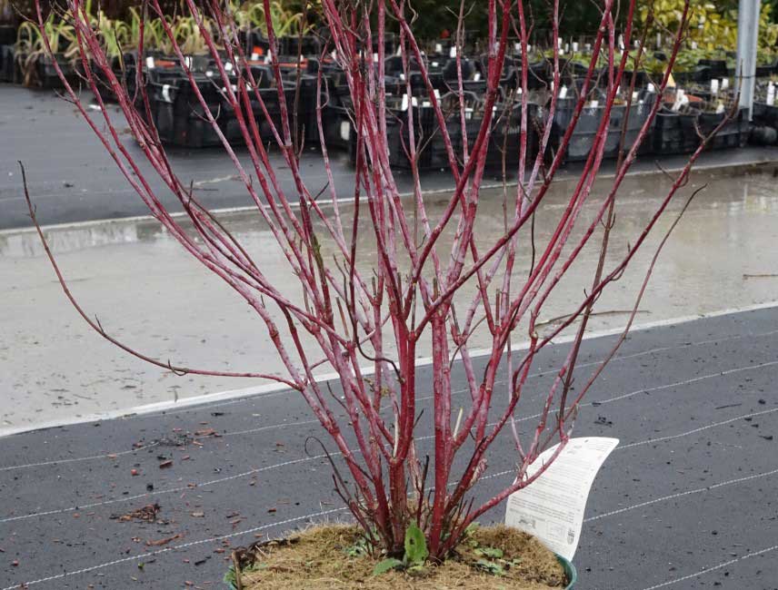 Comment tailler un cornouiller 