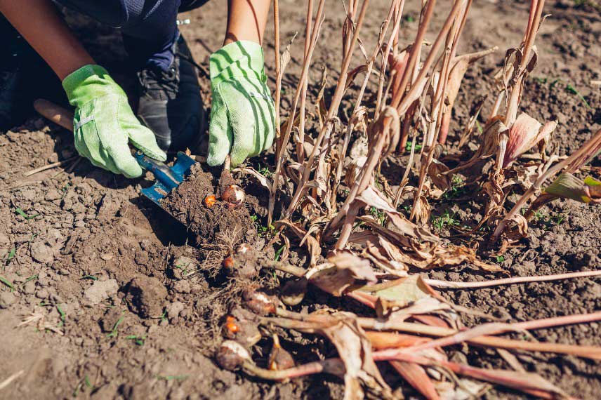 Deterrer les bulbes de tulipes apres la floraison