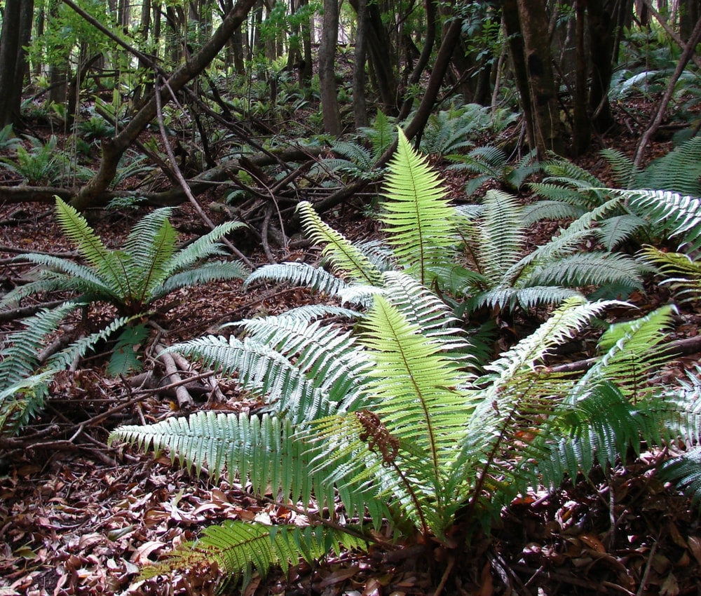 Planter les fougeres en sous-bois