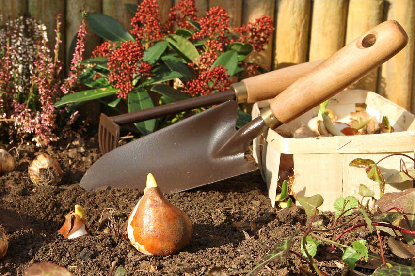 Plantation bulbes de tulipes en pleine terre