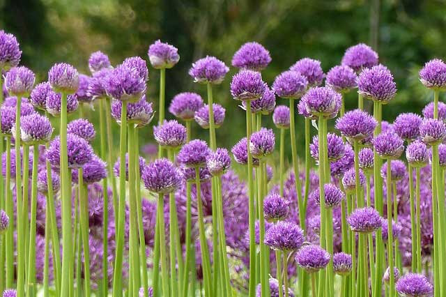 Comment planter les alliums au jardin