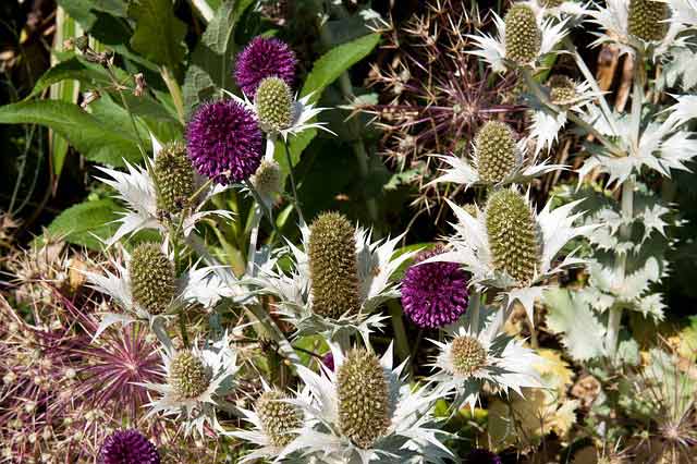 Associez les Alliums à des vivaces