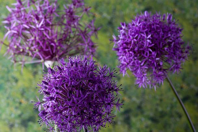 Les alliums ont besoin d'un sol bien drainé