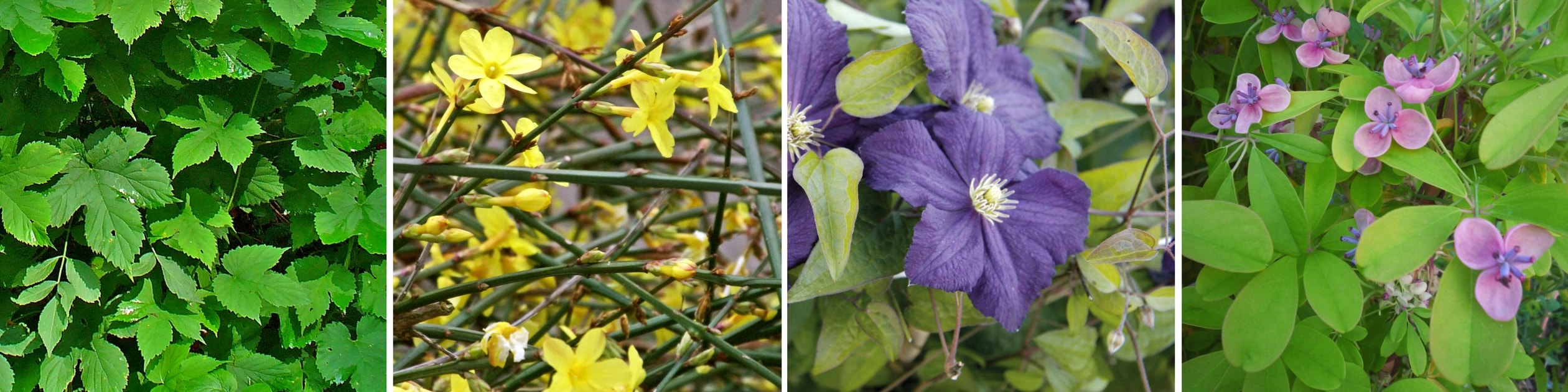 Associer les clématites à d'autres grimpantes