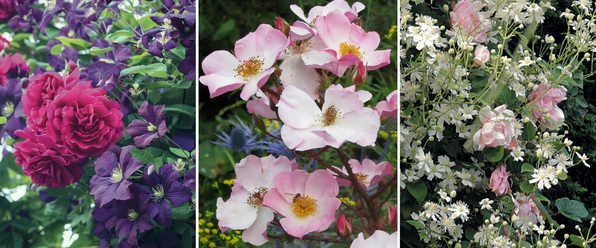 Associer clematites et rosiers