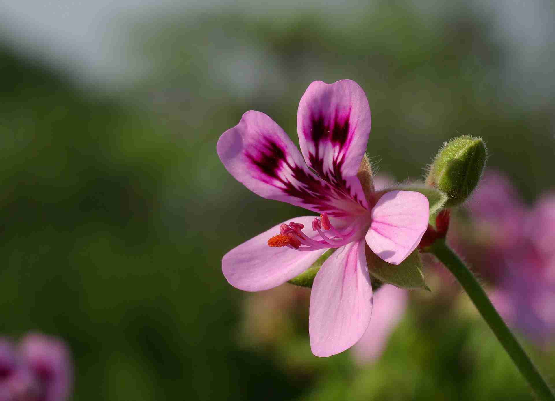 Fleur de géranium odorant ou Pelargonium
