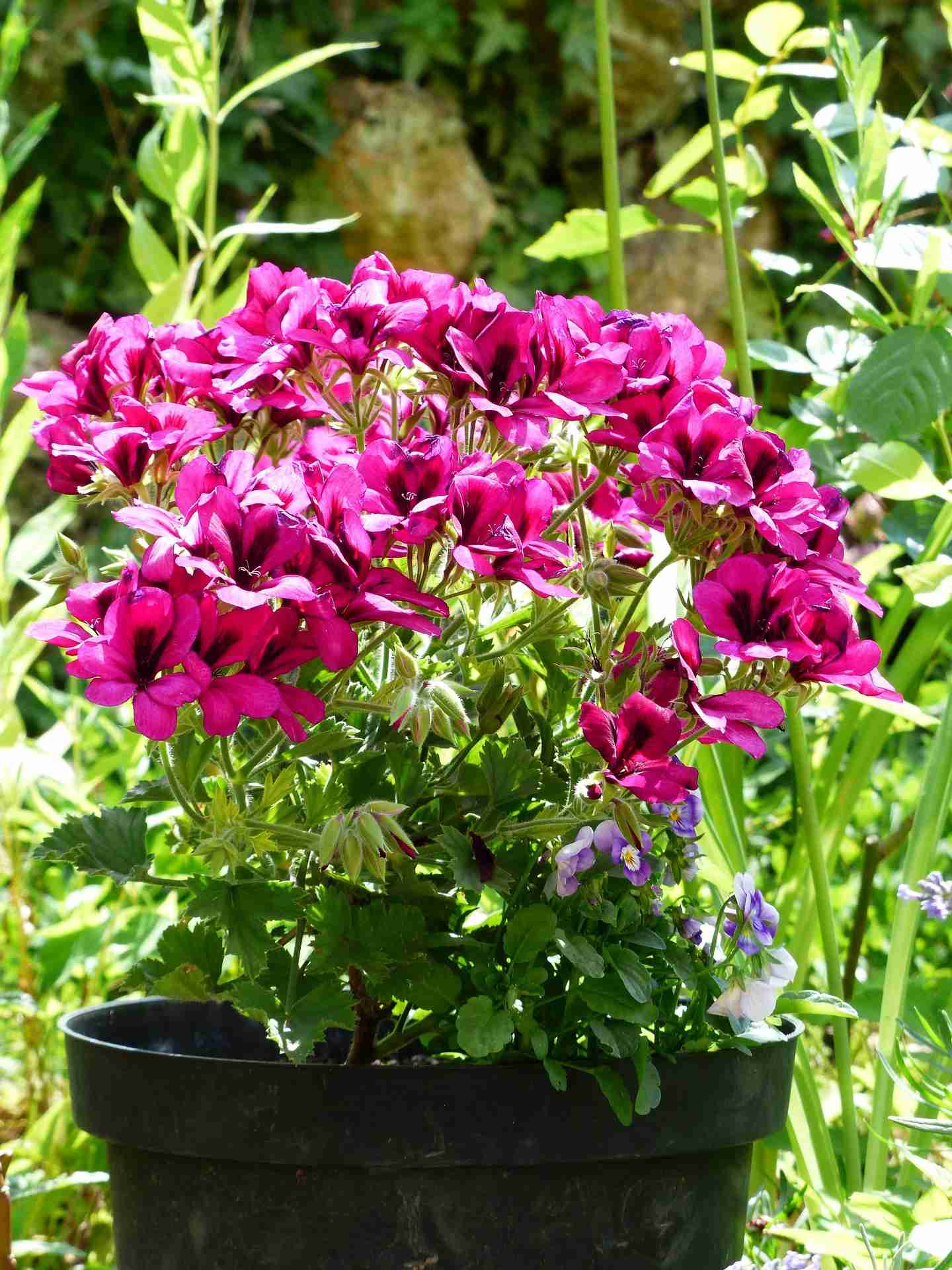 Geranium odorant ou Pelargonium cultivé en pot