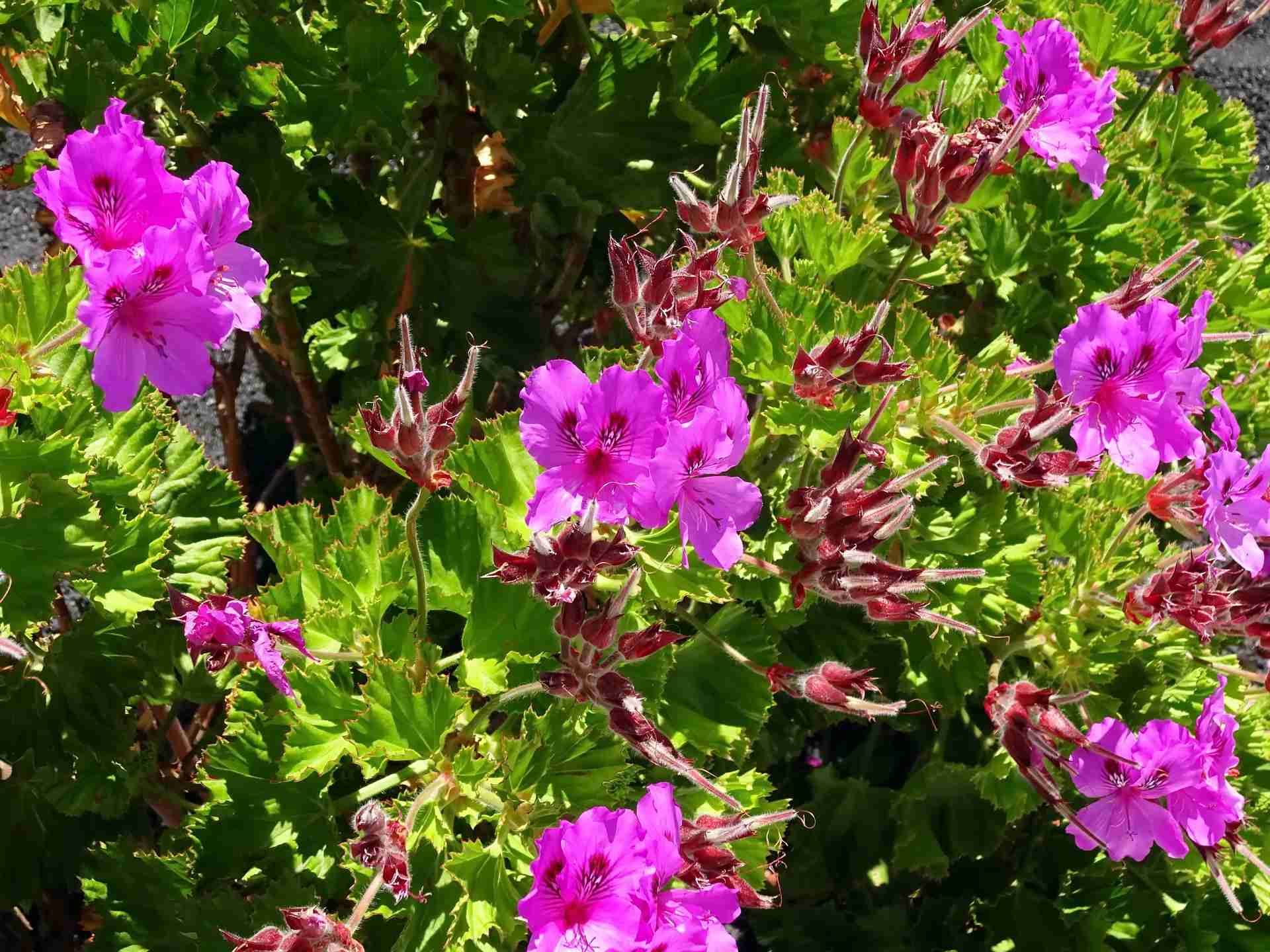 Comment cultiver un geranium odorant ou Pelargonium