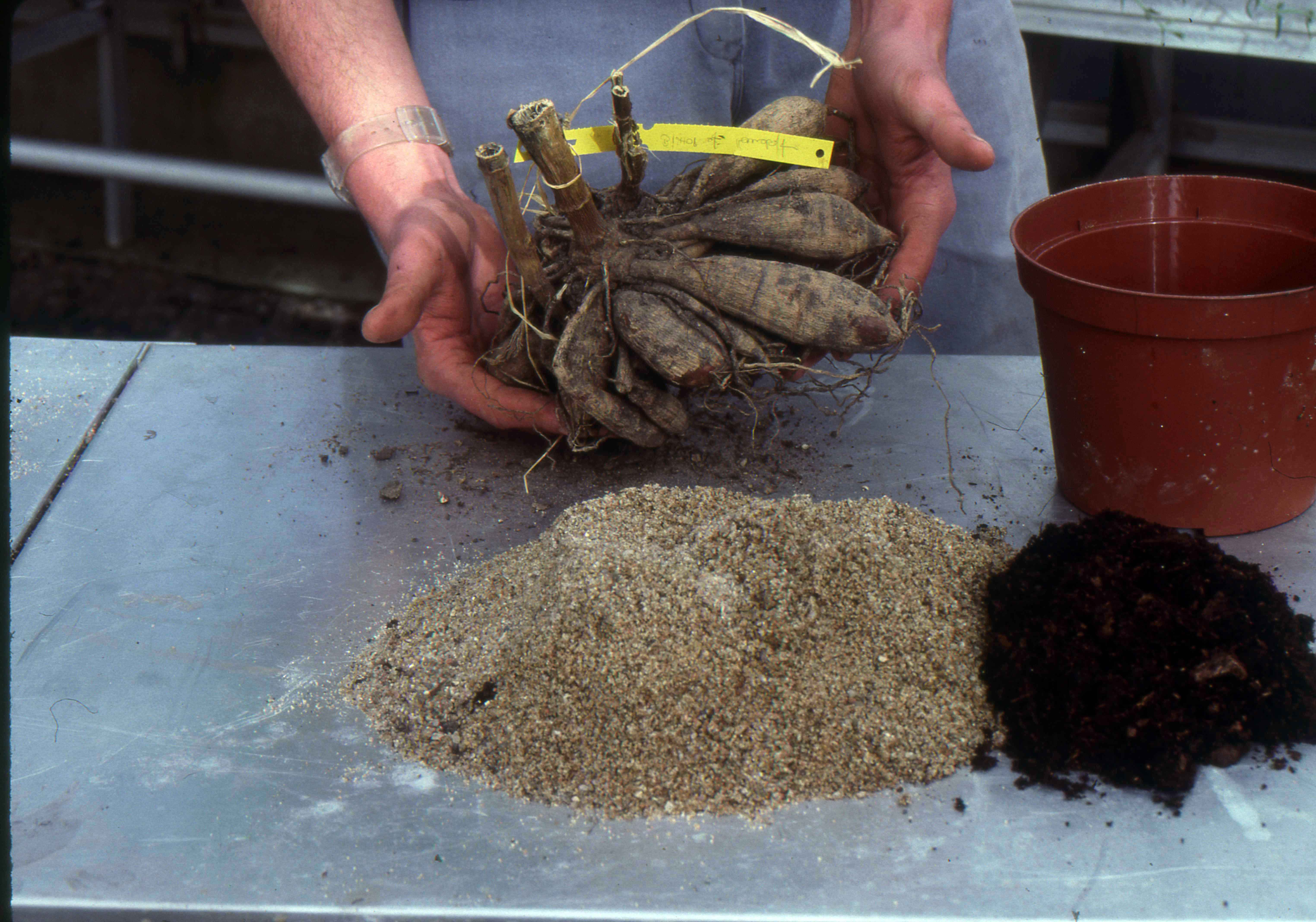 Plantation précoce d'un dahlia en pot, pré-végétation