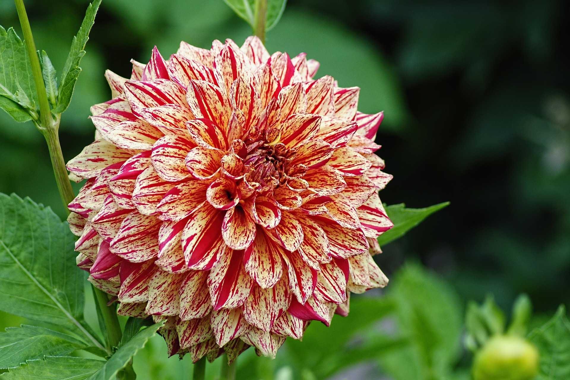 Comment planter et entretenir les dahlias