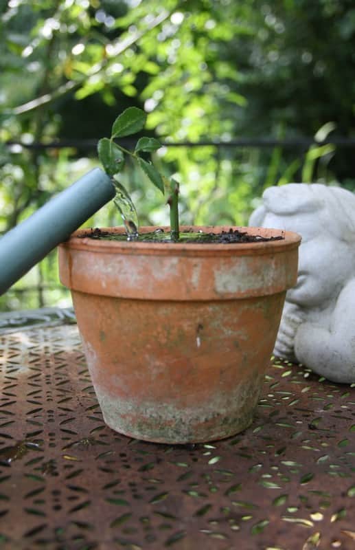 Bouturage d'un rosier