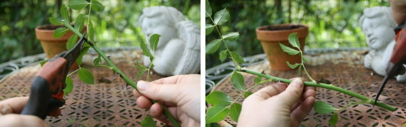 Bouturage d'un rosier