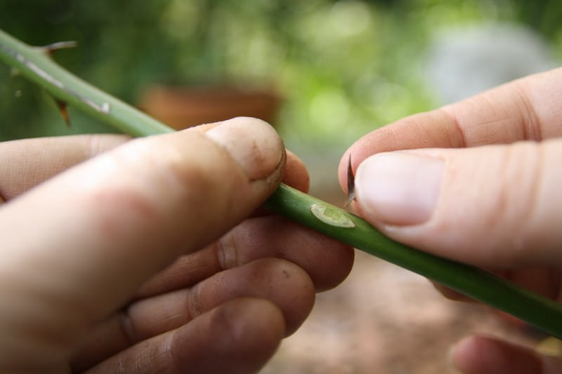 Rosiers : comment les bouturer