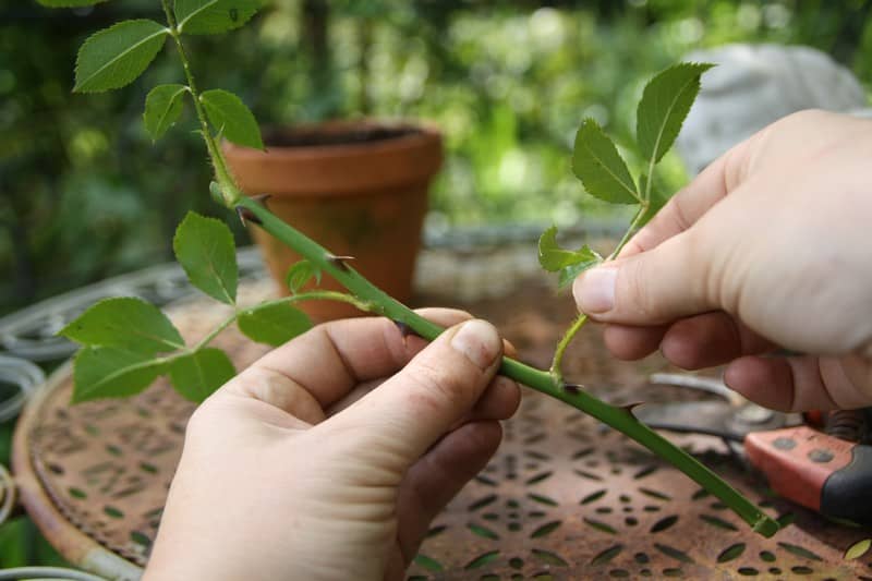 Bouturage d'un rosier