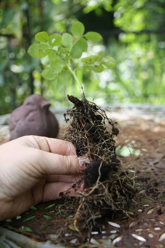 Bouturage d'un rosier