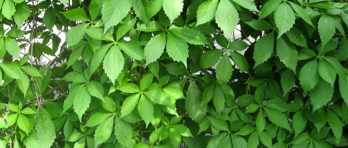 Les différentes vignes vierges ou vignes d'ornement
