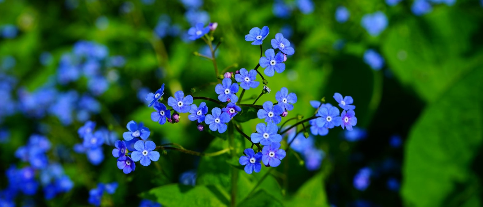 Vivaces a floraison de debut de printemps - Myosotis du Caucase