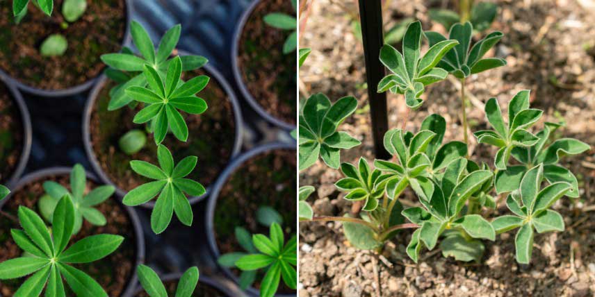 Comment planter le lupin en pleine terre