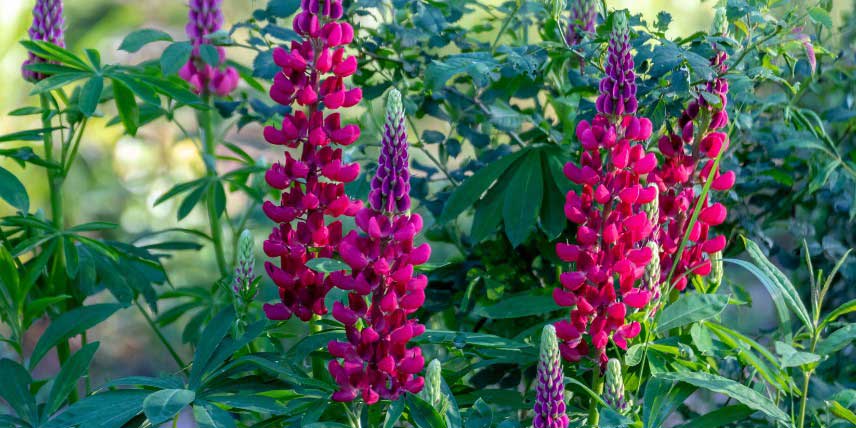 Les fleurs rouges du lupin 'My Castle'