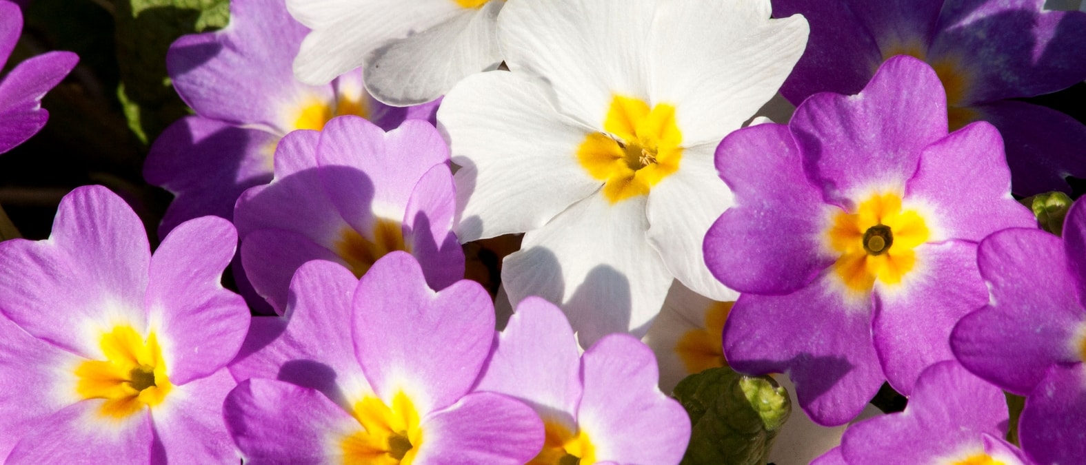 Fleurs de primeveres