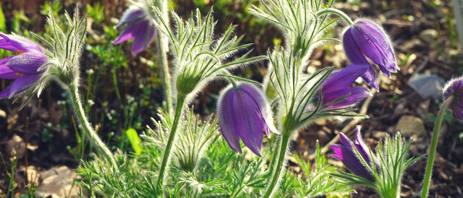 Vivaces a floraison de debut de printemps - Anemone pulsatille