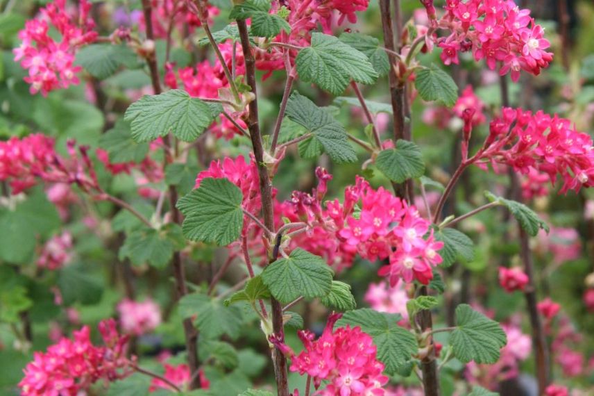 Groseillier à fleurs